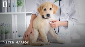 Veterinarios