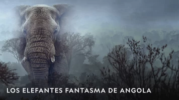 Los elefantes fantasma de Angola