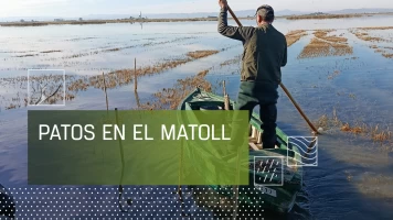Patos en El Matoll