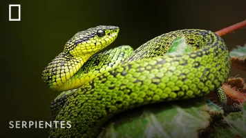 Serpientes
