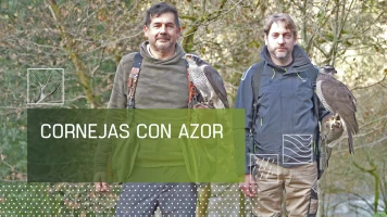 Cornejas con azor