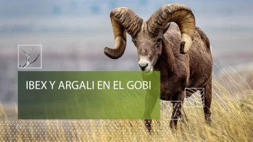 Ibex y Argali del Gobi