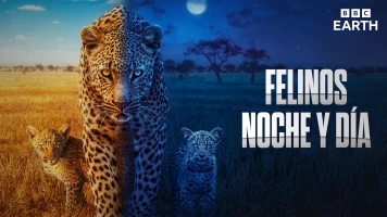Felinos noche y día