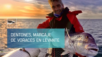 Dentones, marcaje de voraces en Levante