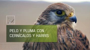 Pelo y pluma con cérnicalos y harris
