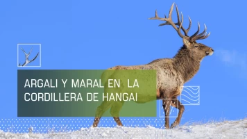 Argali y Maral de la cordillera de Hangai