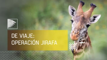 De viaje: Operación Jirafa