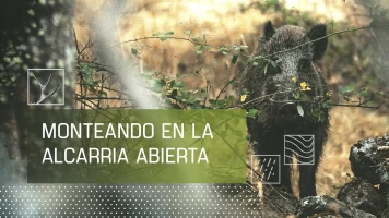 Monteando en La Alcarria abierta