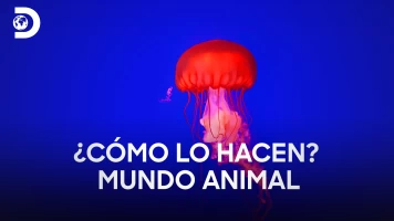 ¿Cómo lo hacen? Mundo animal