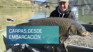Carpas desde embarcación