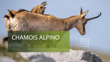 Chamois alpino