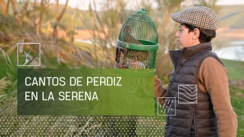 Cantos de perdiz en La Serena