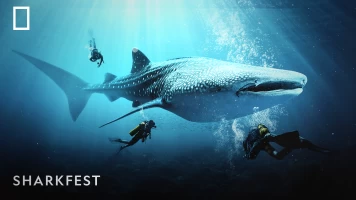Sharkfest