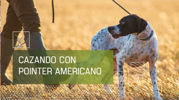 Cazando con pointer americano