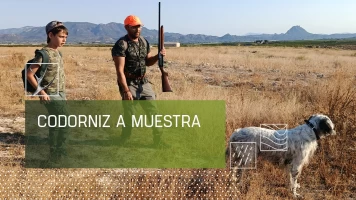 Codorniz a muestra