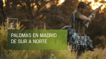 Palomas en Madrid de Sur a Norte