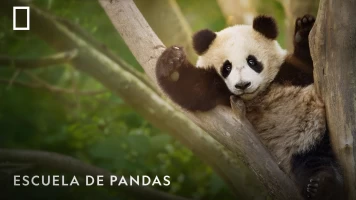 Escuela de pandas