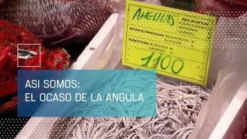 Así somos: el ocaso de la angula