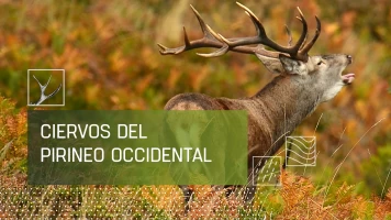 Ciervos del pirineo occidental