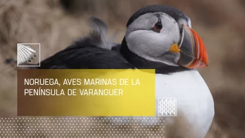 Noruega, aves de la península de Varenger