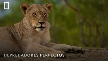 Depredadores perfectos