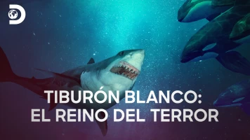 Tiburón blanco: el reino del terror