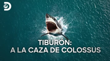 Tiburón: a la caza de Colossus