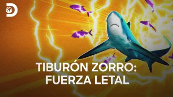 Tiburón zorro: fuerza letal