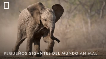 Pequeños gigantes del mundo animal