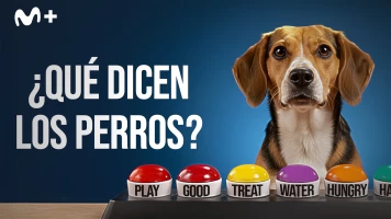 ¿Qué dicen los perros?