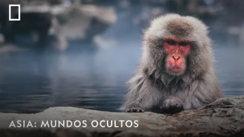 Asia: mundos ocultos