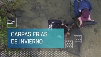 Carpas frías de invierno