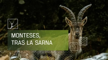 Monteses tras la sarna