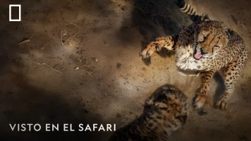 Visto en el safari