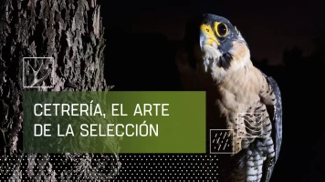 Cetrería: el arte de la selección