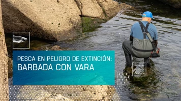 Pesca en peligro de extinción: barbada con vara
