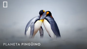 Planeta pingüino