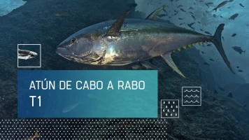 El atún de cabo a rabo
