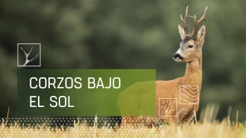 Corzos bajo el sol