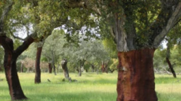 El bosque protector