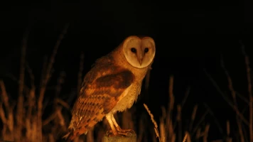 El rey de la noche