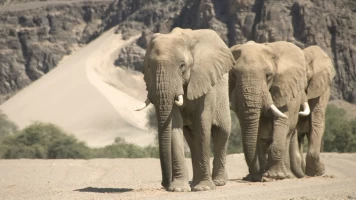El reino del desierto de Namibia