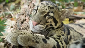 Animales juguetones