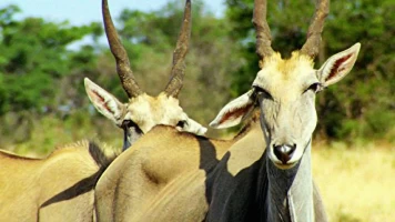 Iconos de la Vida Silvestre