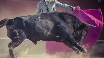 Toros