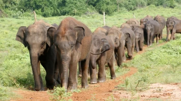 Sri Lanka, la isla de los elefantes