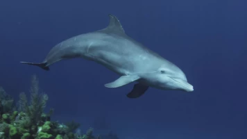 Delfines. Un espía en la manada