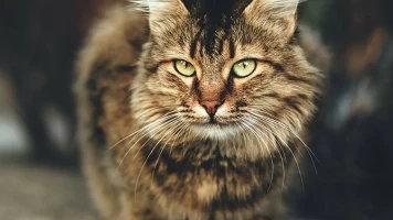 La vida secreta de los gatos