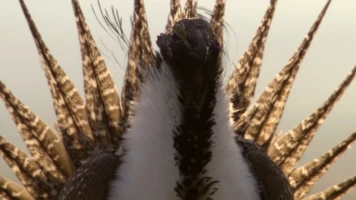Los grandes bailarines de la naturaleza