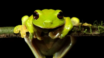 Expedición Nueva Guinea